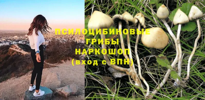 ОМГ ОМГ tor  Жирновск  Псилоцибиновые грибы Psilocybe 